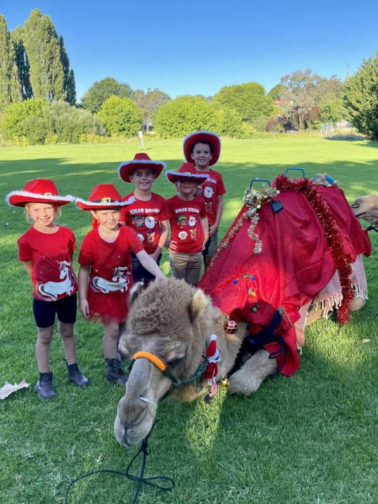Christmas with the Camels at Bushfield Farm